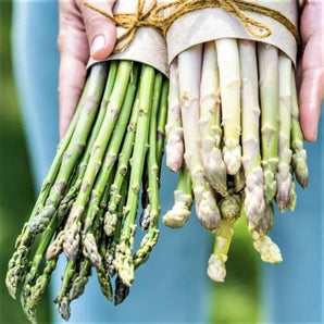 LIVINGSEEDS Argenteuil Asparagus