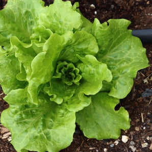 LIVINGSEEDS Arianna Lettuce