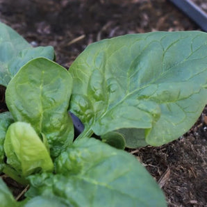 LIVINGSEEDS Black Magic Spinach