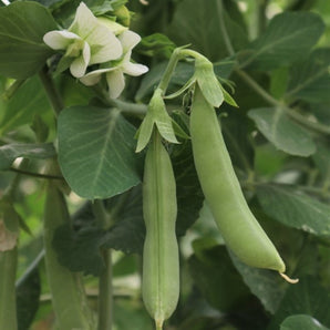 LIVINGSEEDS Cascadia Peas