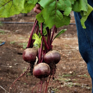 LIVINGSEEDS Crimson Globe Beetroot