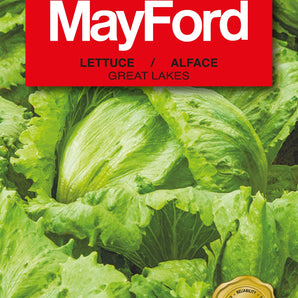 Mayford Lettuce Great Lakes Seed