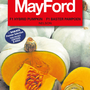 Mayford Hybrid Pumpkin Seed