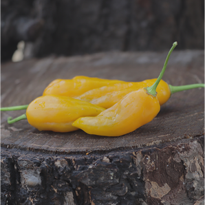 LIVINGSEEDS Golden Canary Yellow Pepper