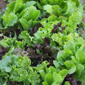 LIVINGSEEDS Gourmet Lettuce Mix