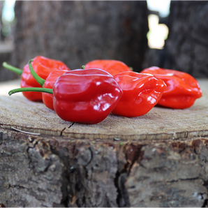 LIVINGSEEDS Habanero Red Pepper