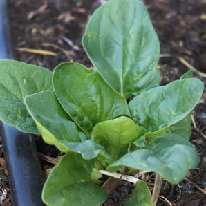 LIVINGSEEDS Matador Spinach