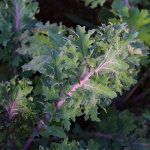 LIVINGSEEDS Red Ursa Kale