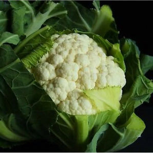 LIVINGSEEDS Extra Early Snowball Cauliflower