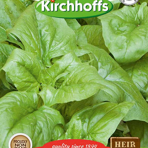 Kirchhoffs Spinach Monstrous Viroflay Seed