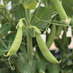 LIVINGSEEDS Sugar Ann Snap Pea