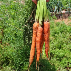 LIVINGSEEDS Tendersweet Carrots