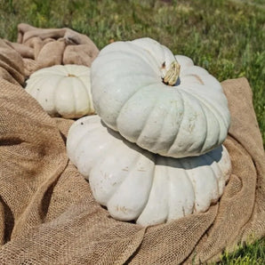 LIVINGSEEDS Wit Boer Pumpkin